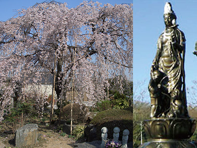 成就院のしだれ桜とぼけ封じ観音